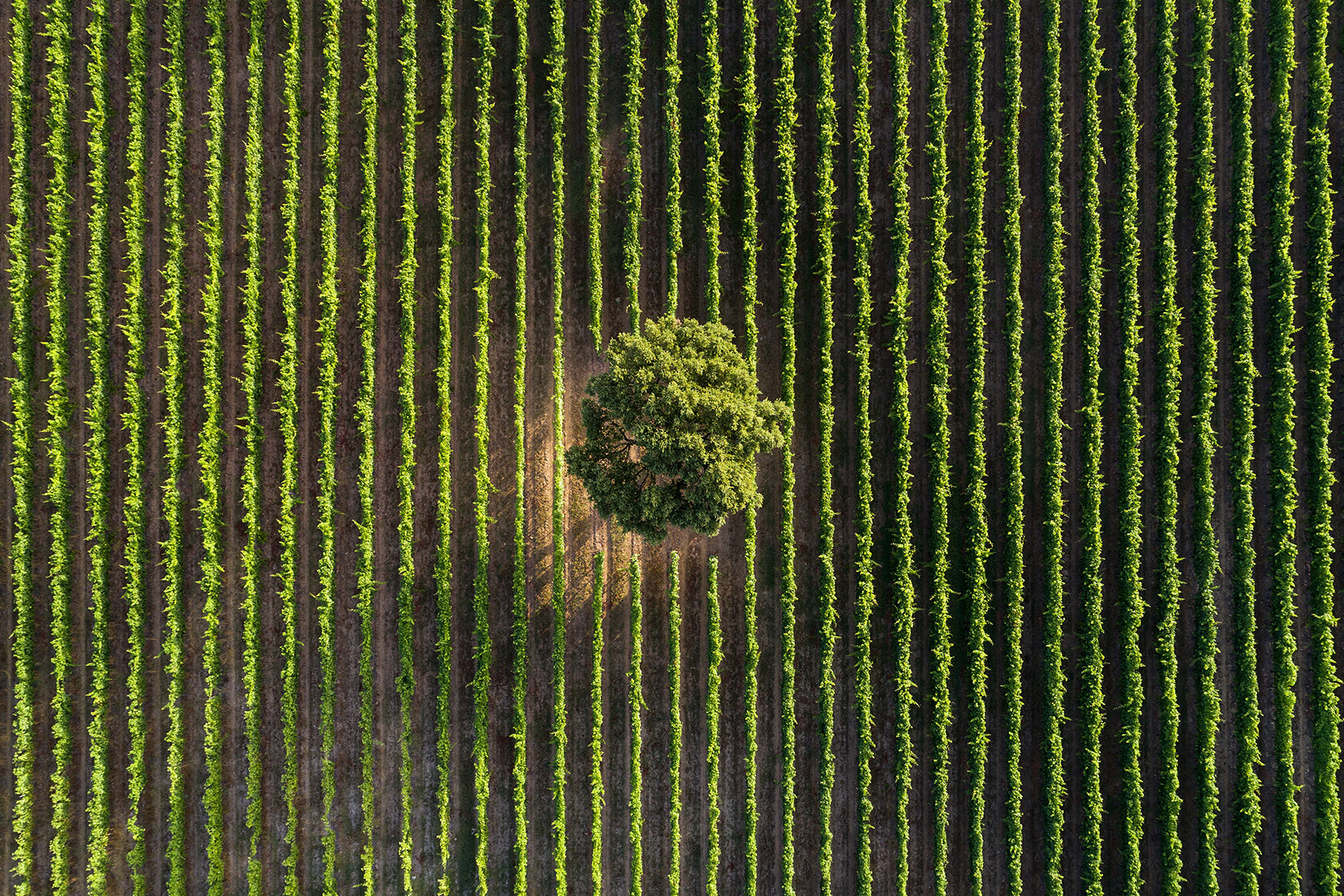 QUINTA DA FONTE SOUTO