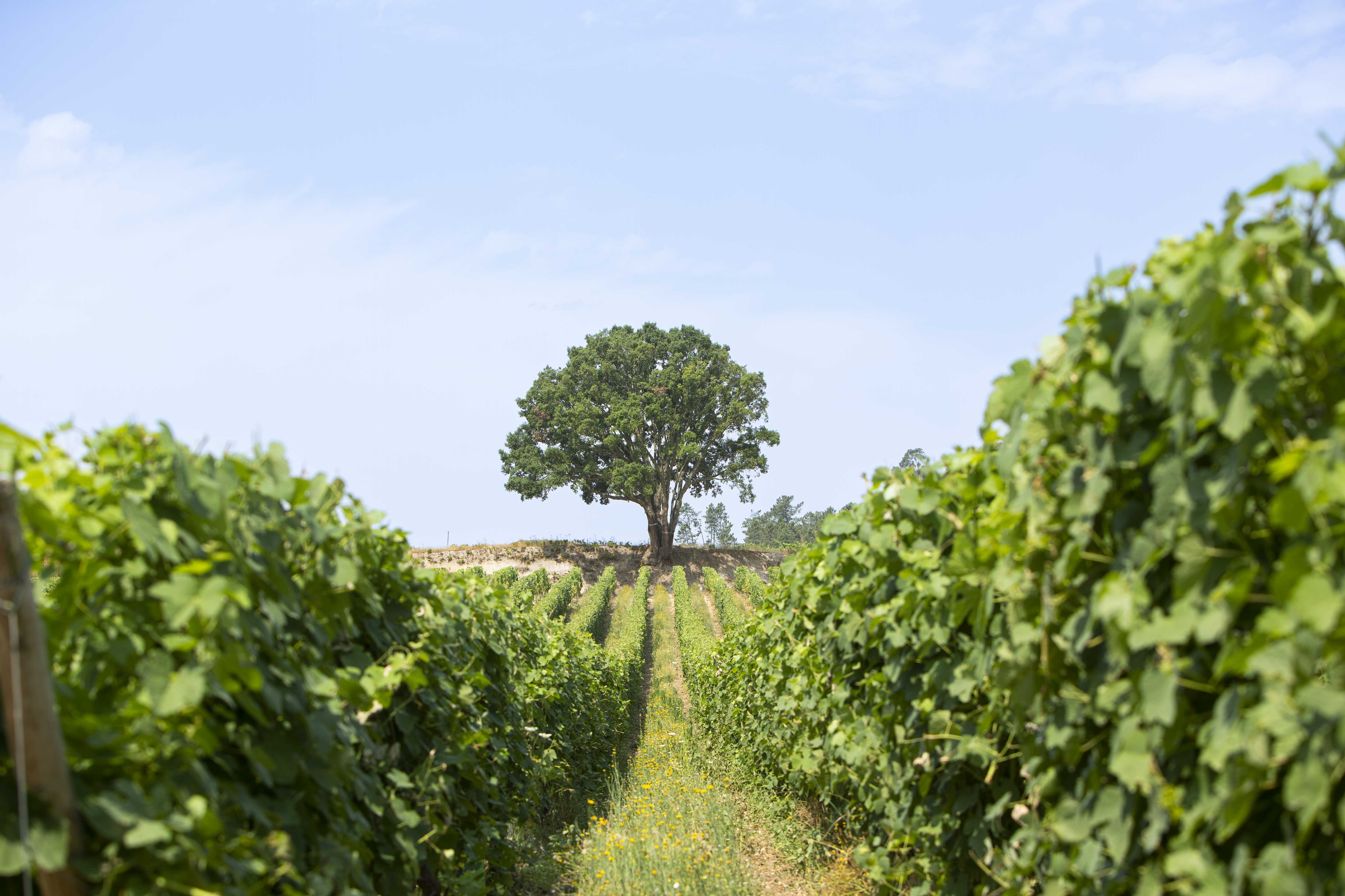 QUINTA DE CARVALHIÇOS