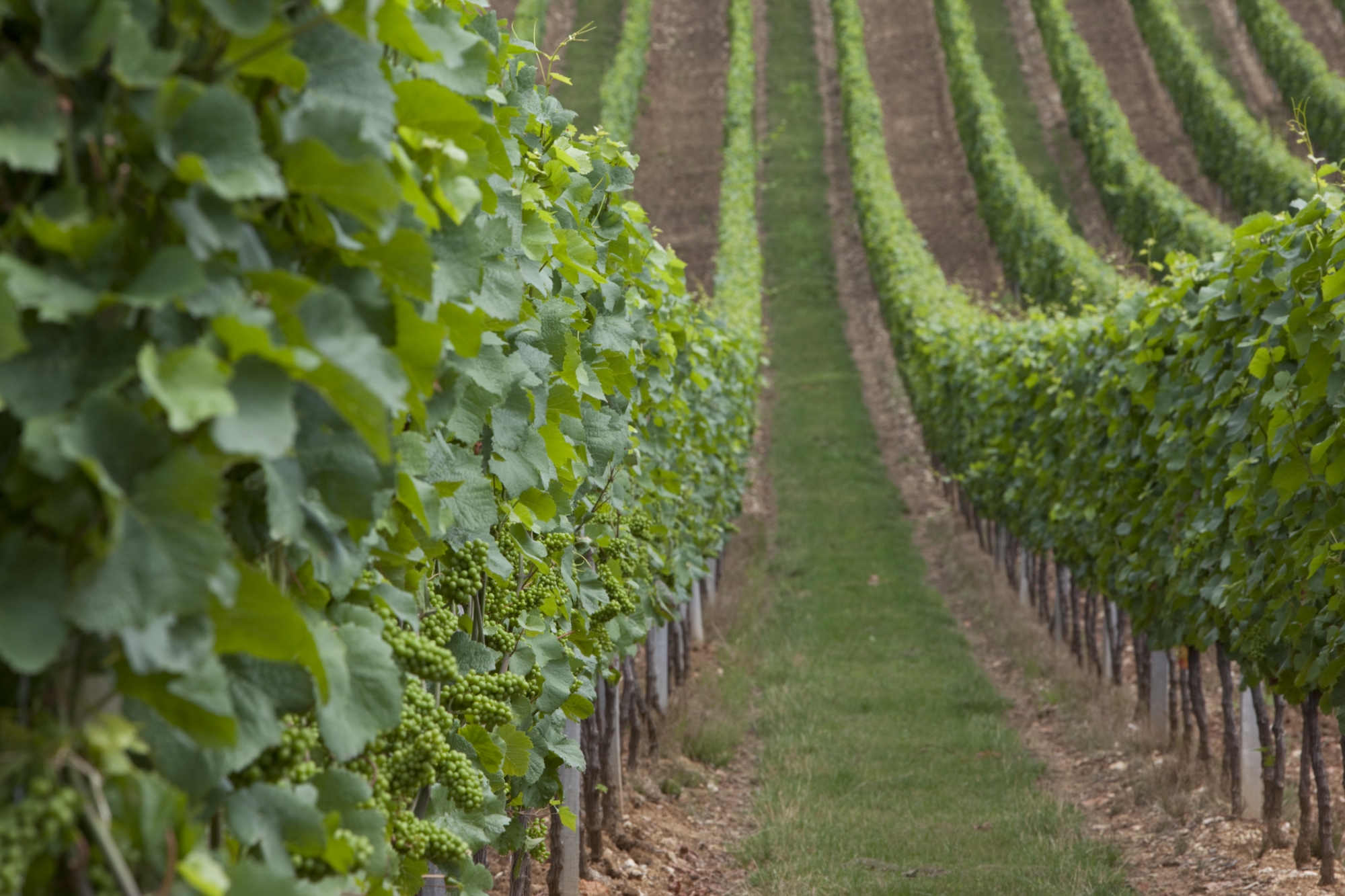 A história de uma paixão de família
