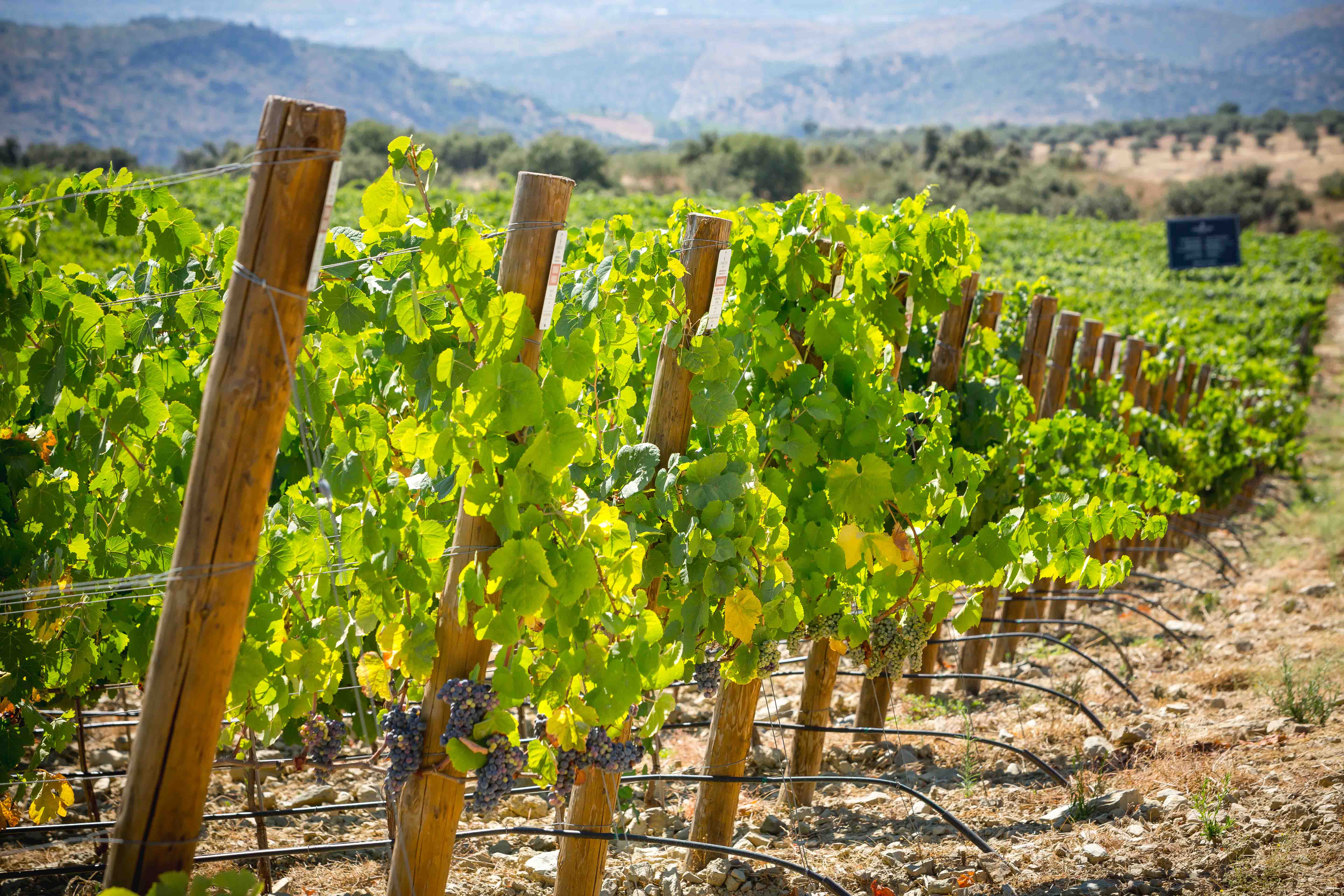 Os vinhos da Quinta do Ataíde