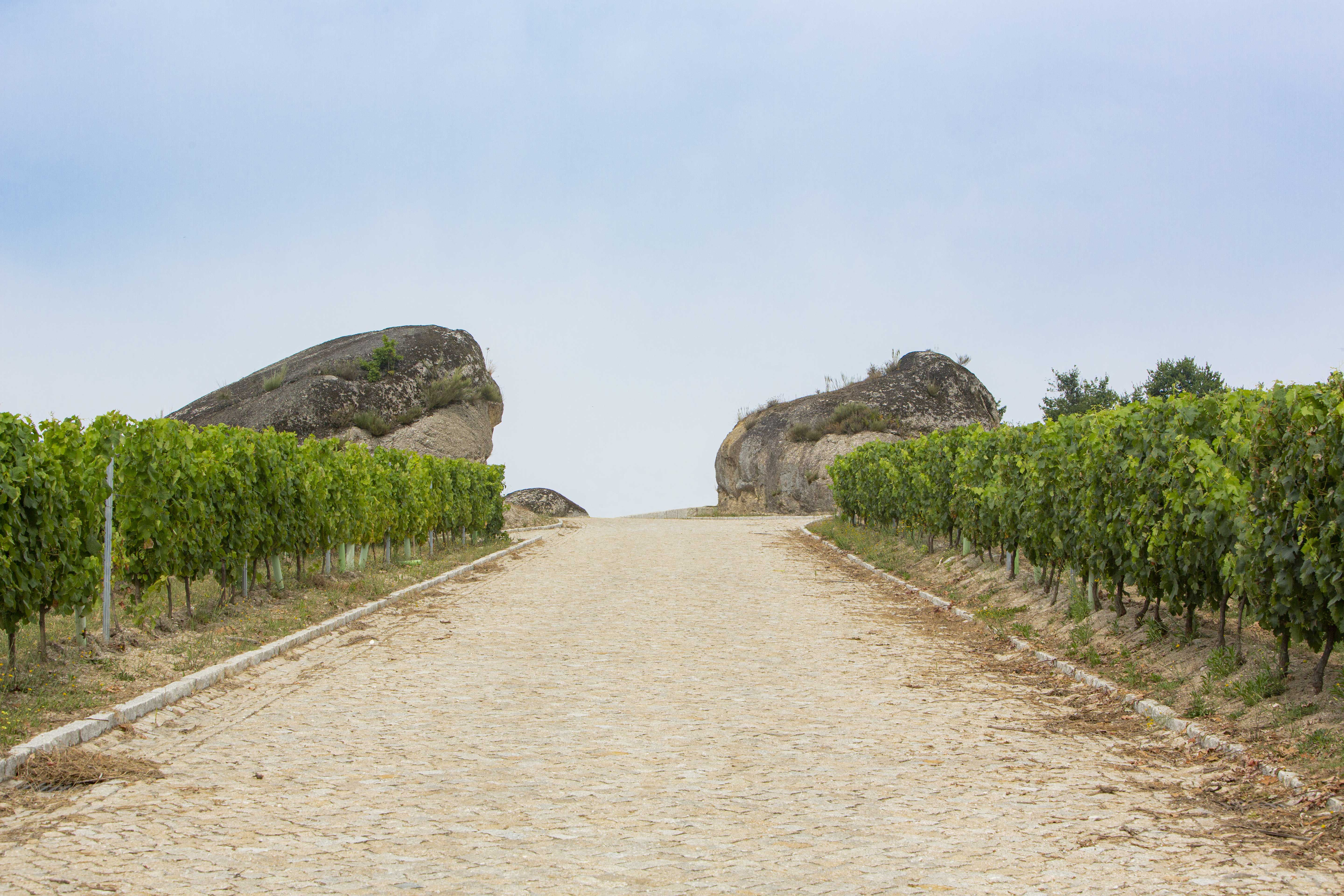 A Quinta de Carvalhiços
