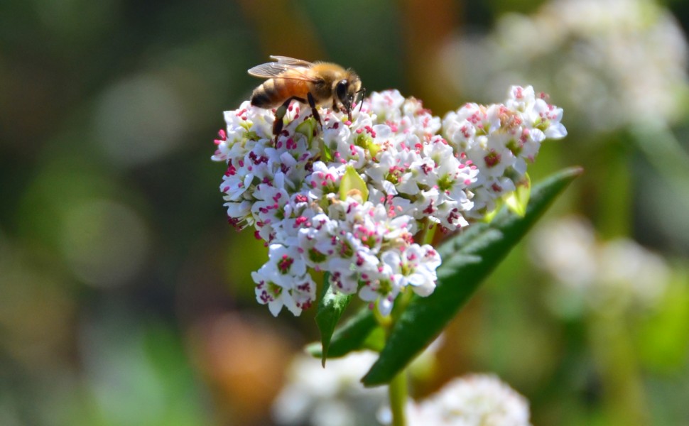 “Proteger a Terra para as gerações futuras”
