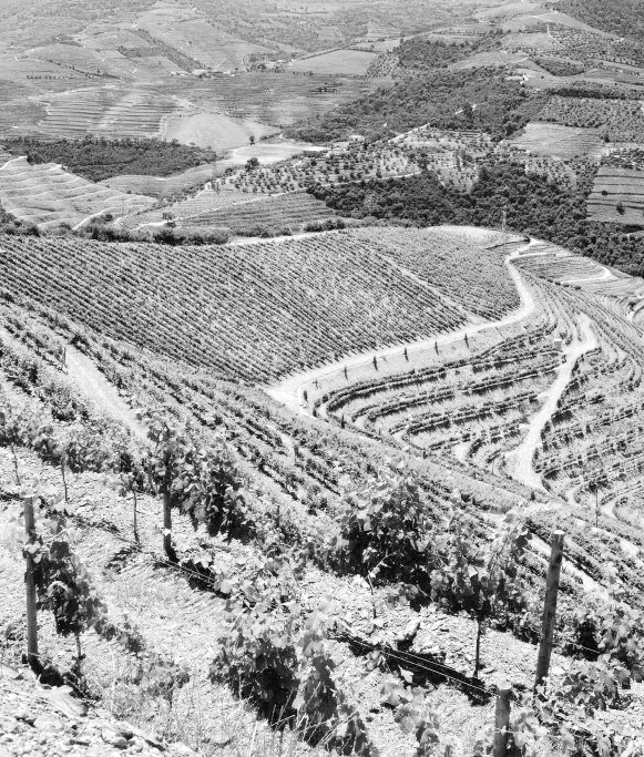 Duas propriedades. Dois microclimas - Quinta da Perdiz