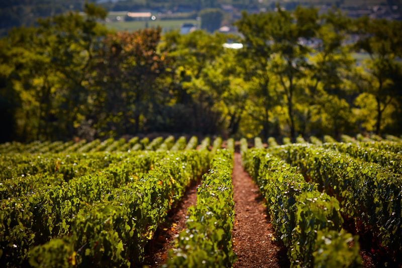 FAMILLE PIFFAUT VINS & DOMAINES