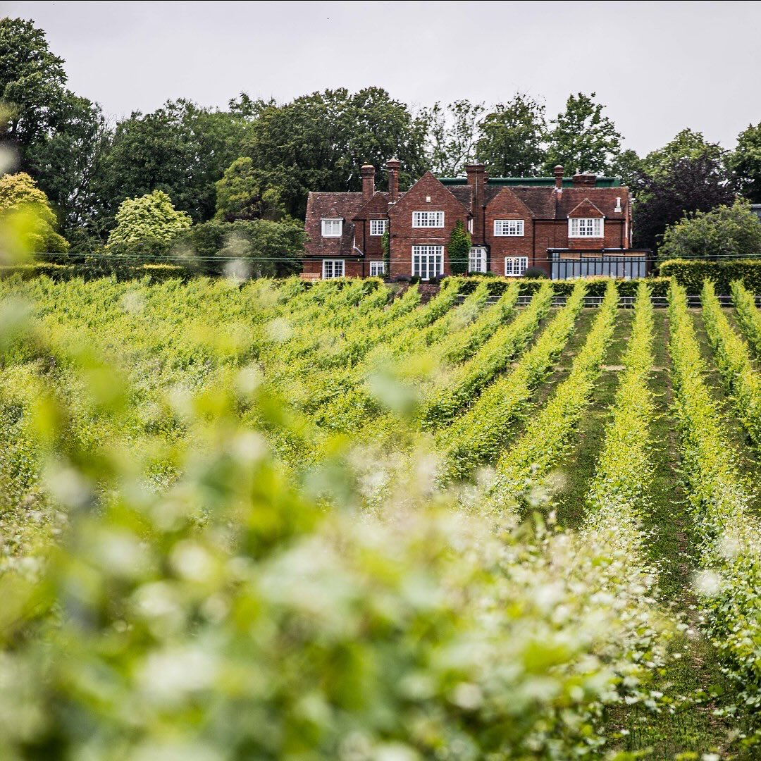 Nova Representação - Hambledon Wine Estate